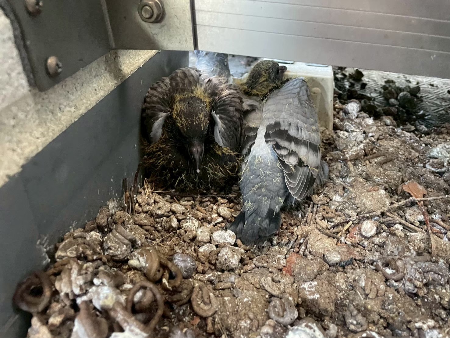 鳩が良く来る
